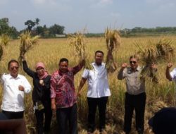Mingrum Dampingi Ketua Komisi IV DPR RI Panen Raya di Kecamatan Terbanggi Lamteng