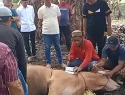 Ismet Roni Kurban Tiga Ekor Sapi