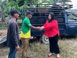 Anggota DPRD Lampung Fraksi PDI Ferliska Berikan Hewan Qurban untuk Desa Raman Fajar